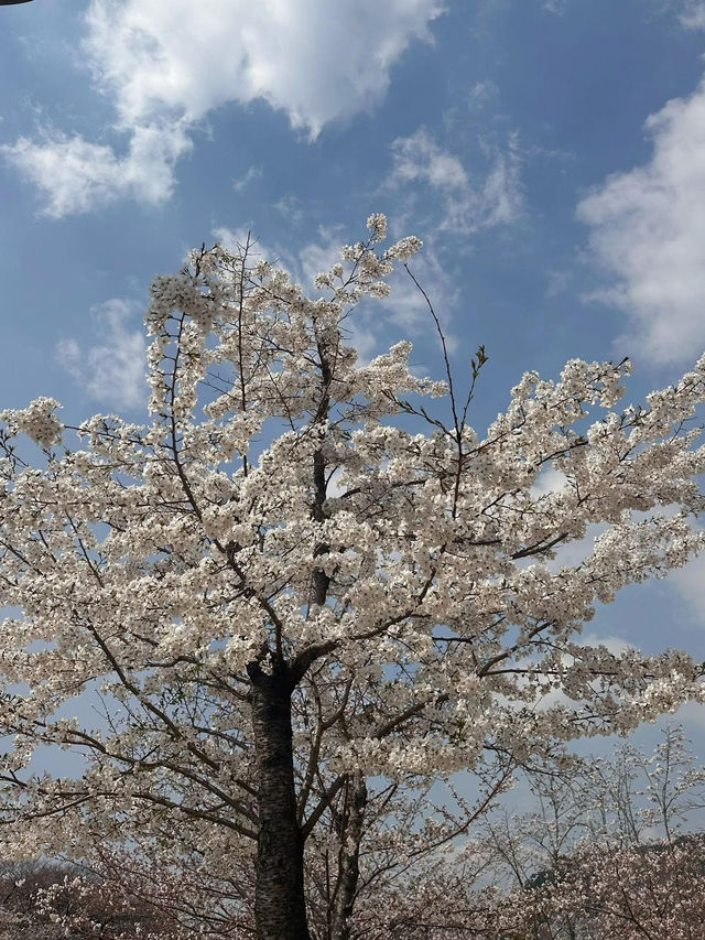 Chasing Cherry Blossoms Through Busan Streets