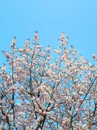 “Maruyama Park: Where Sakura and Sapporo’s Spirit Bloom Together”