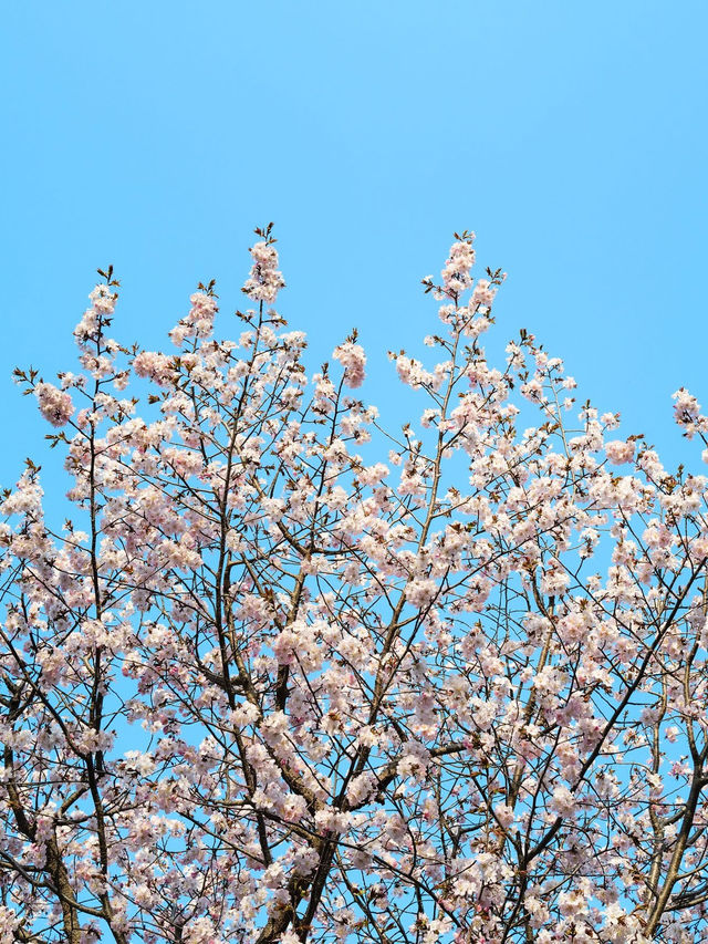 “Maruyama Park: Where Sakura and Sapporo’s Spirit Bloom Together”