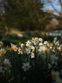 Dunham Massey – The Deer Park Near Manchester
