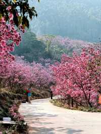 “Blossoms in the South: A Tropical Take on Spring in Guangdong”