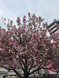 隅田川｜東京的靈魂之河