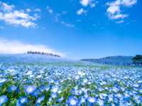 【茨城県】【ひたちなか市】【国営ひたち海浜公園】｜ネモフィラ絶景スポット｜春がおすすめ！