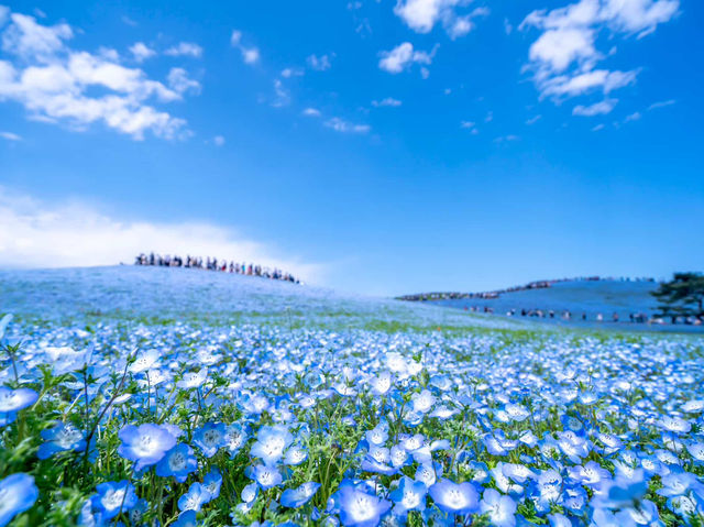 【茨城県】【ひたちなか市】【国営ひたち海浜公園】｜ネモフィラ絶景スポット｜春がおすすめ！