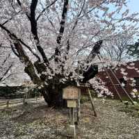 【青森】ちょうど見頃！どこを撮っても桜🌸