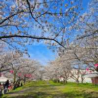 穴場な桜狩りスポット