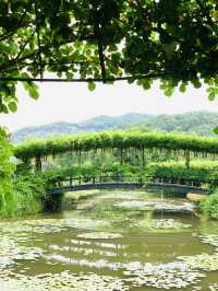 【栃木】藤の花だけでなく、菖蒲、紫陽花も素晴らしい