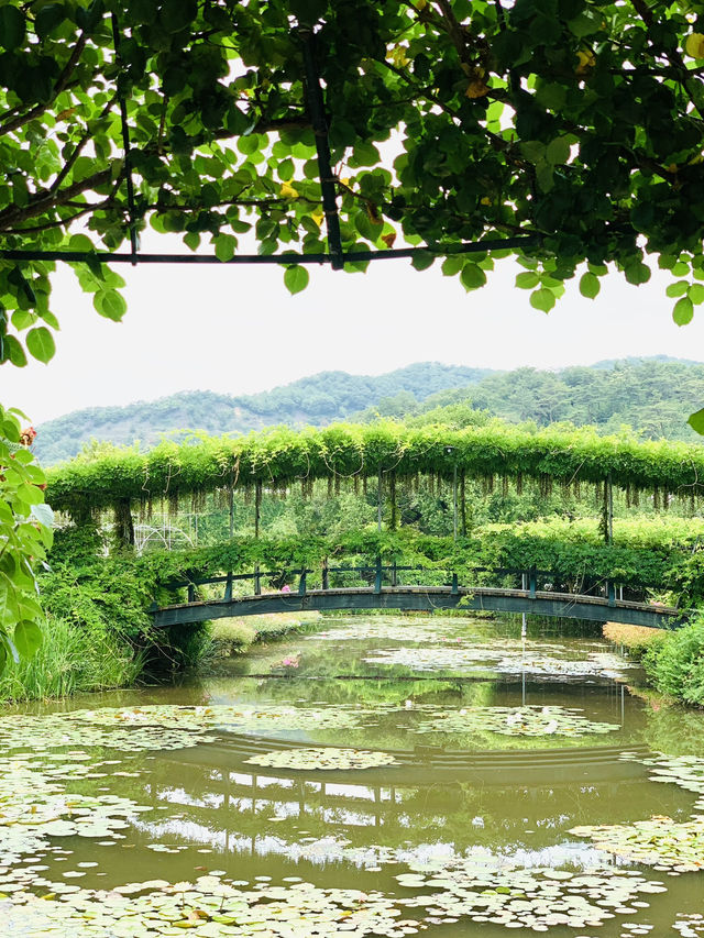 【栃木】藤の花だけでなく、菖蒲、紫陽花も素晴らしい