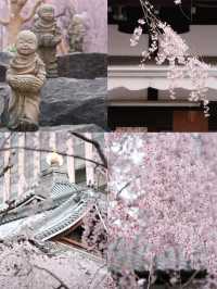 Kyoto Live Update | 7:30 AM at Rokkakudō — The Pink Waterfall That Made Me Cry