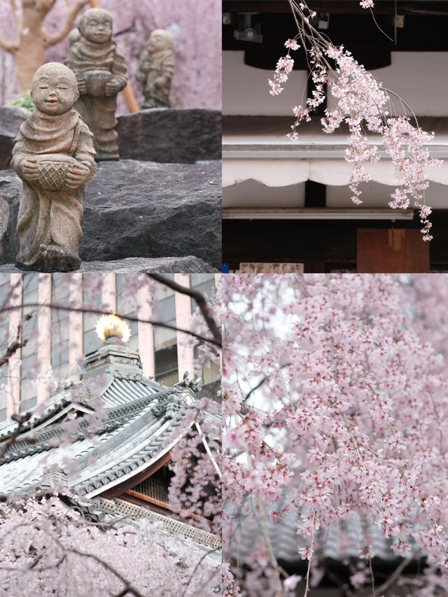 Kyoto Live Update | 7:30 AM at Rokkakudō — The Pink Waterfall That Made Me Cry