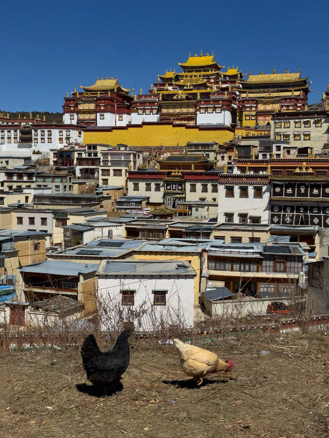 Songzanlin Monastery (松赞林寺): A Spiritual Journey into Shangri-La’s Heart