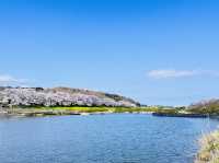 🇯🇵仙台 你有看過河邊櫻花隧道嗎？🌸