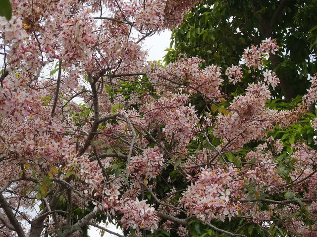 阿里山國家風景區-管理處暨觸口遊客中心