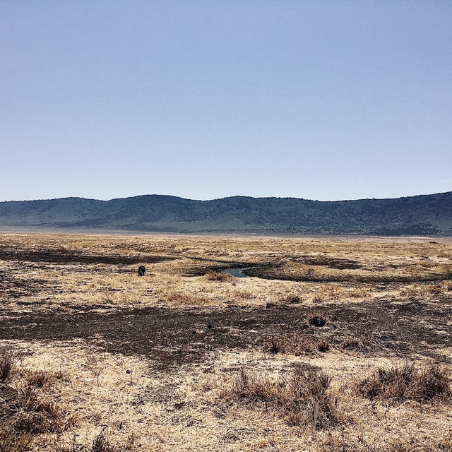 Ngorongoro 保護區Lerai 野餐點