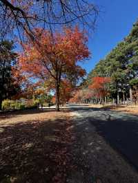 Discover the beauty of Melbourne during Autumn 