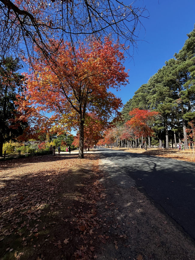 Discover the beauty of Melbourne during Autumn 