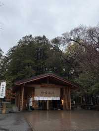 Blossoms in Silence: Hokkaido Jingu Cherry Blossom 