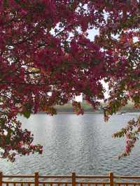 Where the cherry blossoms Meet the Flow: Changbai’s Serene Spring