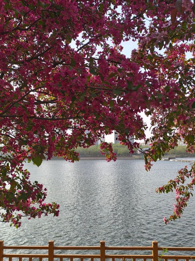 Where the cherry blossoms Meet the Flow: Changbai’s Serene Spring