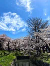 🌸 Hakodate Cherry Blossoms in Full Bloom! 🌸