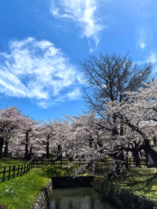 🌸 Hakodate Cherry Blossoms in Full Bloom! 🌸