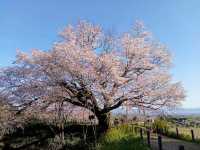 淺井一本櫻，福岡縣久留米遺世獨立的百年巨櫻