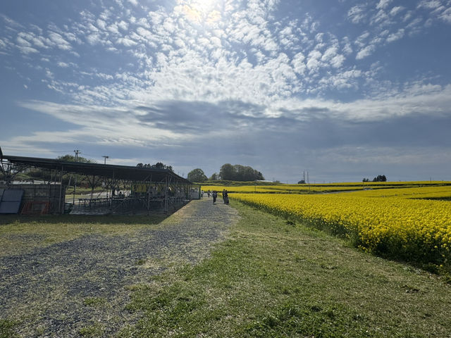 【宮城県大崎市】三本木地区の菜の花まつり