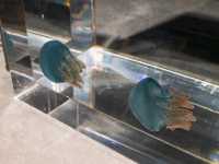 ยก Aquarium มาไว้บนตึกบนใจกลางเมือง Sapporo 