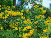 Yellow blooom at Benjakitti Park 