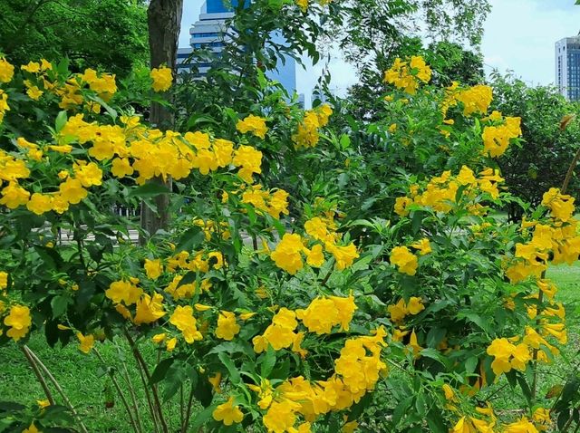 Yellow blooom at Benjakitti Park 