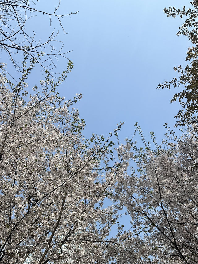 🌸首爾櫻花之旅🌸🇰🇷