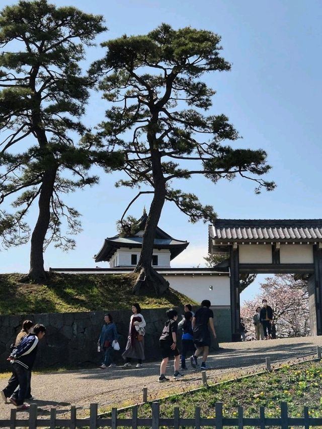 Matsumae Castle: A Springtime Gem in Hokkaido