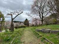Cherry Blossoms in Aomori City: A Springtime Delight