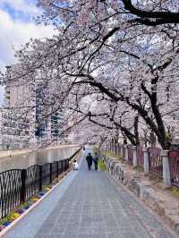 Riverside Reverie: A Sakura Stroll Through Fukuoka's Urban Oasis