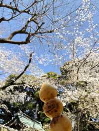 櫻花季in上野公園