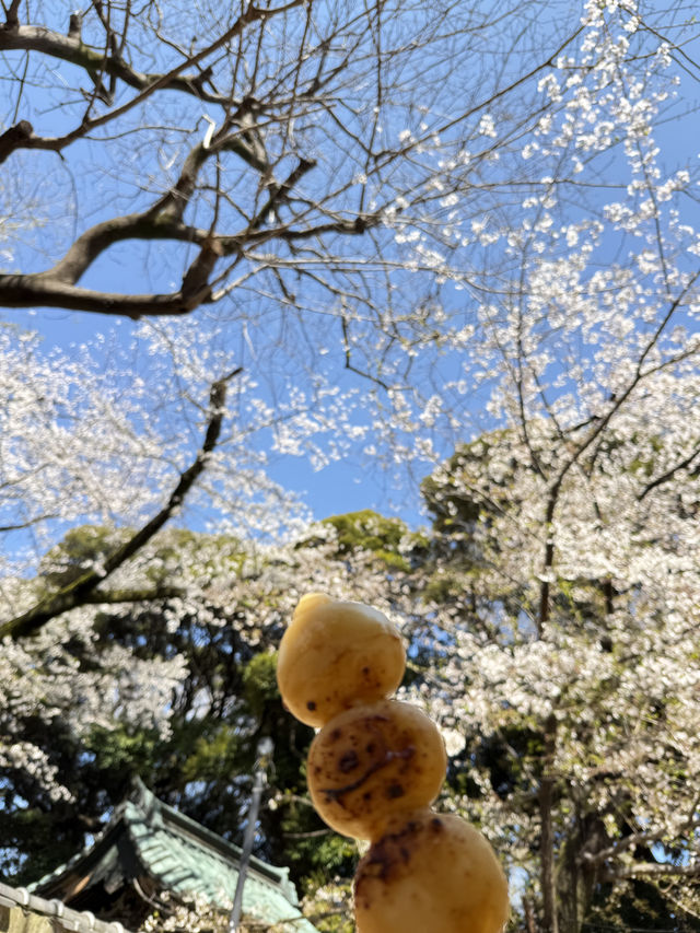 櫻花季in上野公園