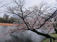Vibrant Seasons and Culture at Ueno Park