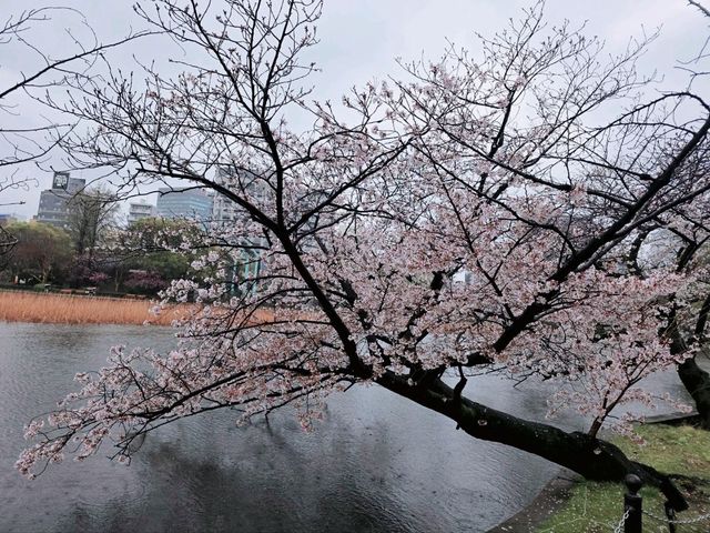 Vibrant Seasons and Culture at Ueno Park