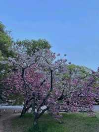 Honestly, kinda the perfect low-key hanami hangout.