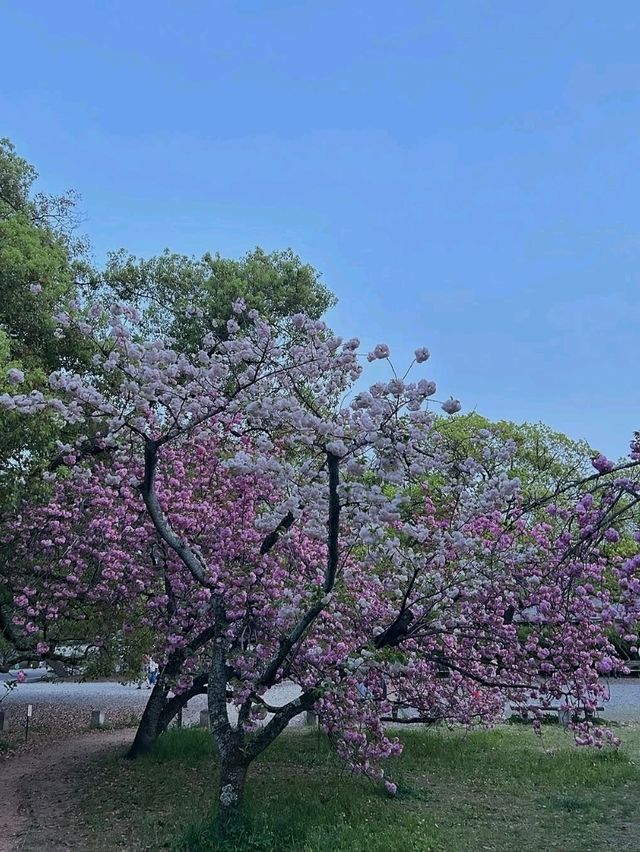 Honestly, kinda the perfect low-key hanami hangout.