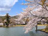 京都嵐山賞櫻順遊---大覺寺大澤池，日本最古老的池泉回遊式庭園