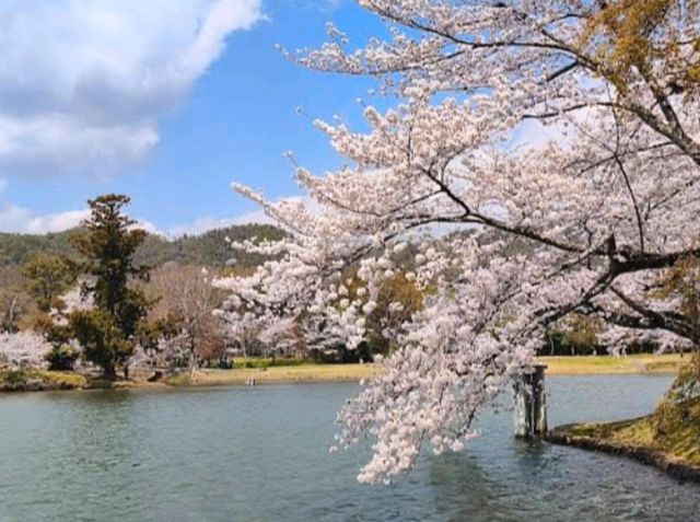京都嵐山賞櫻順遊---大覺寺大澤池，日本最古老的池泉回遊式庭園