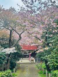 🌸Cherry Blossoms Blooming at Matsumae Park, Hokkaido!🎆