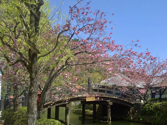 Cherry Blossoms in April: Japan's Hidden Garden Gems
