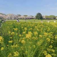 Seasonal Wonders at Showa Kinen Park