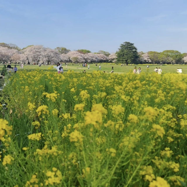 Seasonal Wonders at Showa Kinen Park