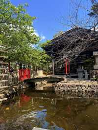 大阪｜到葛井寺看紫藤白藤 1300年11面千手觀音神像近距離參拜