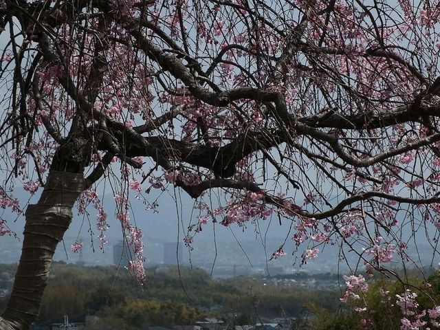 Quiet and Chill Kyoto Gem