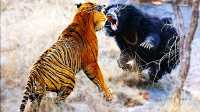 Ranthambore Tiger Reserve