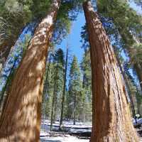 Sequoia National Park – CA